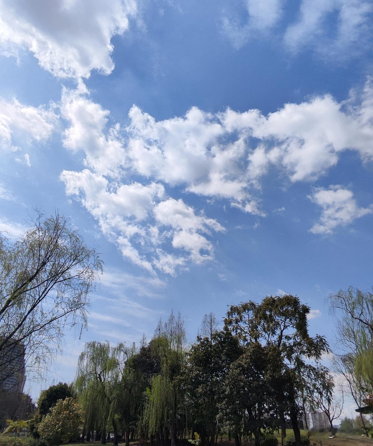 春日的天空，总是藏着无尽的美妙景致。

天空湛蓝透亮，云朵洁白绵软，微风轻拂，云