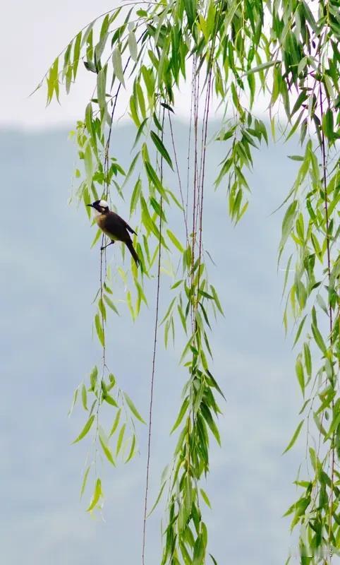 对对联
极考验功底
“远看青山绿水”
“远看”定视角
“青山绿水”色彩盈然
对下