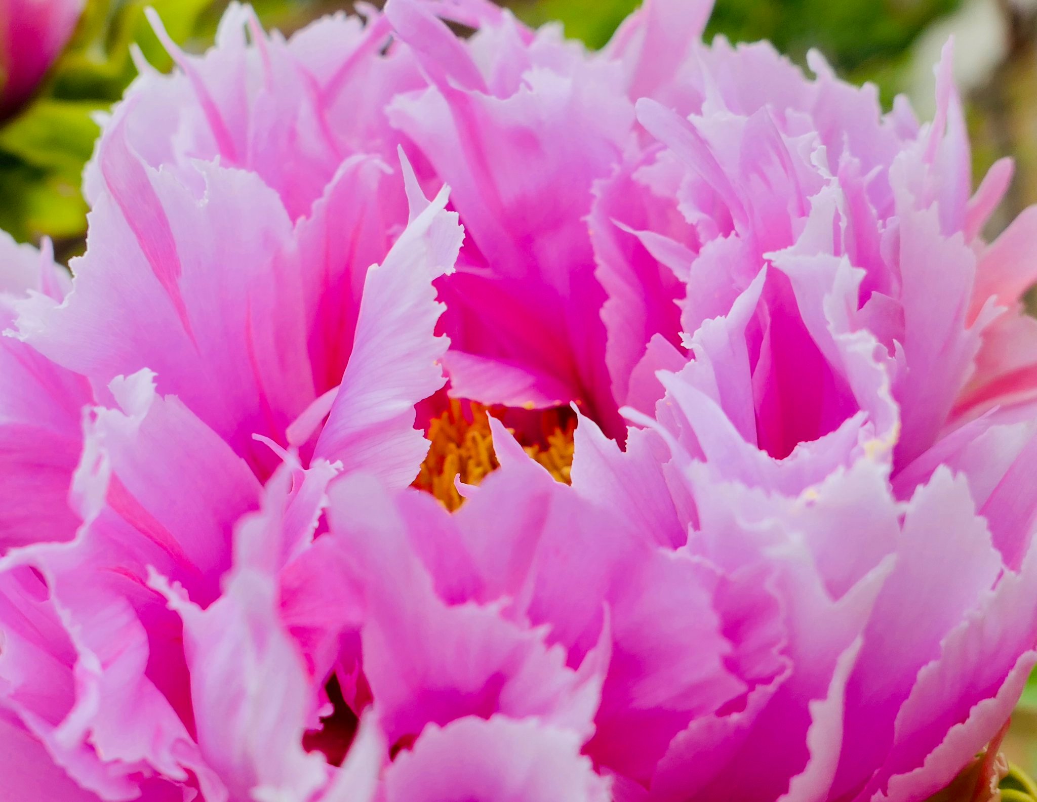日本七十二候 第十八候（谷雨末候）牡丹華（ぼたんはなさく） 4月30日-5月4日