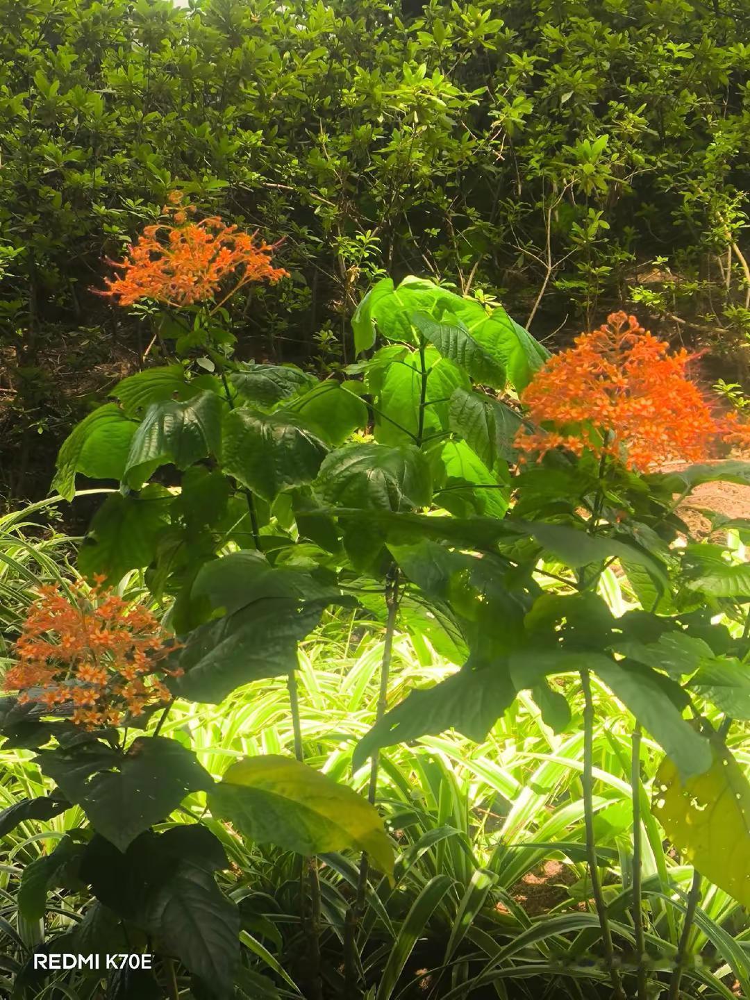 今日分享之夏日红花。我的植物随拍日记🌿 今日在流花湖公园拍到了夏日红花一朵朵。