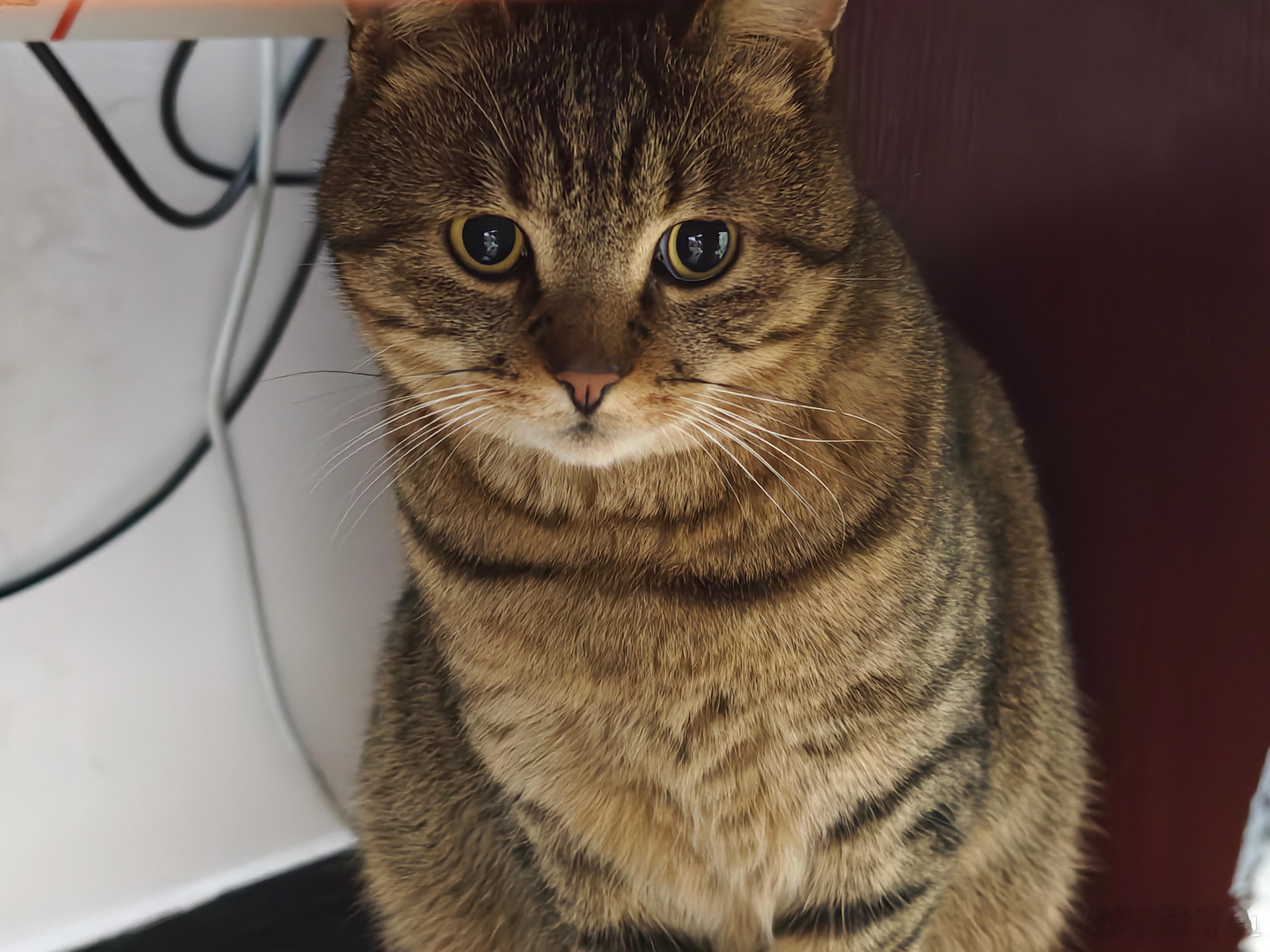 一个月没更新铁粉要掉完了出来水一下，咪哥快说晚上好 