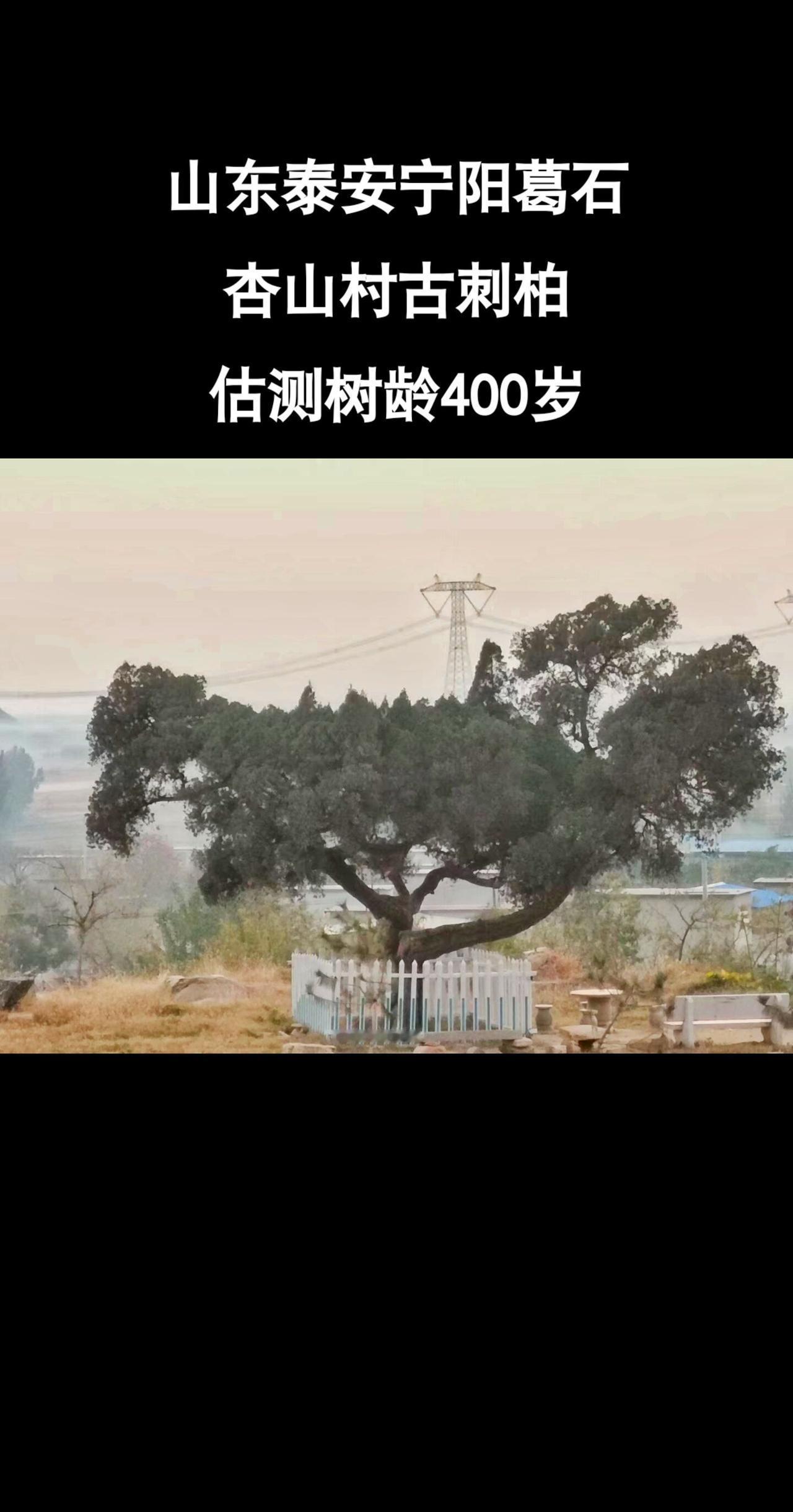 #山东#宁阳#历史#古树#老家
估测树龄400岁了