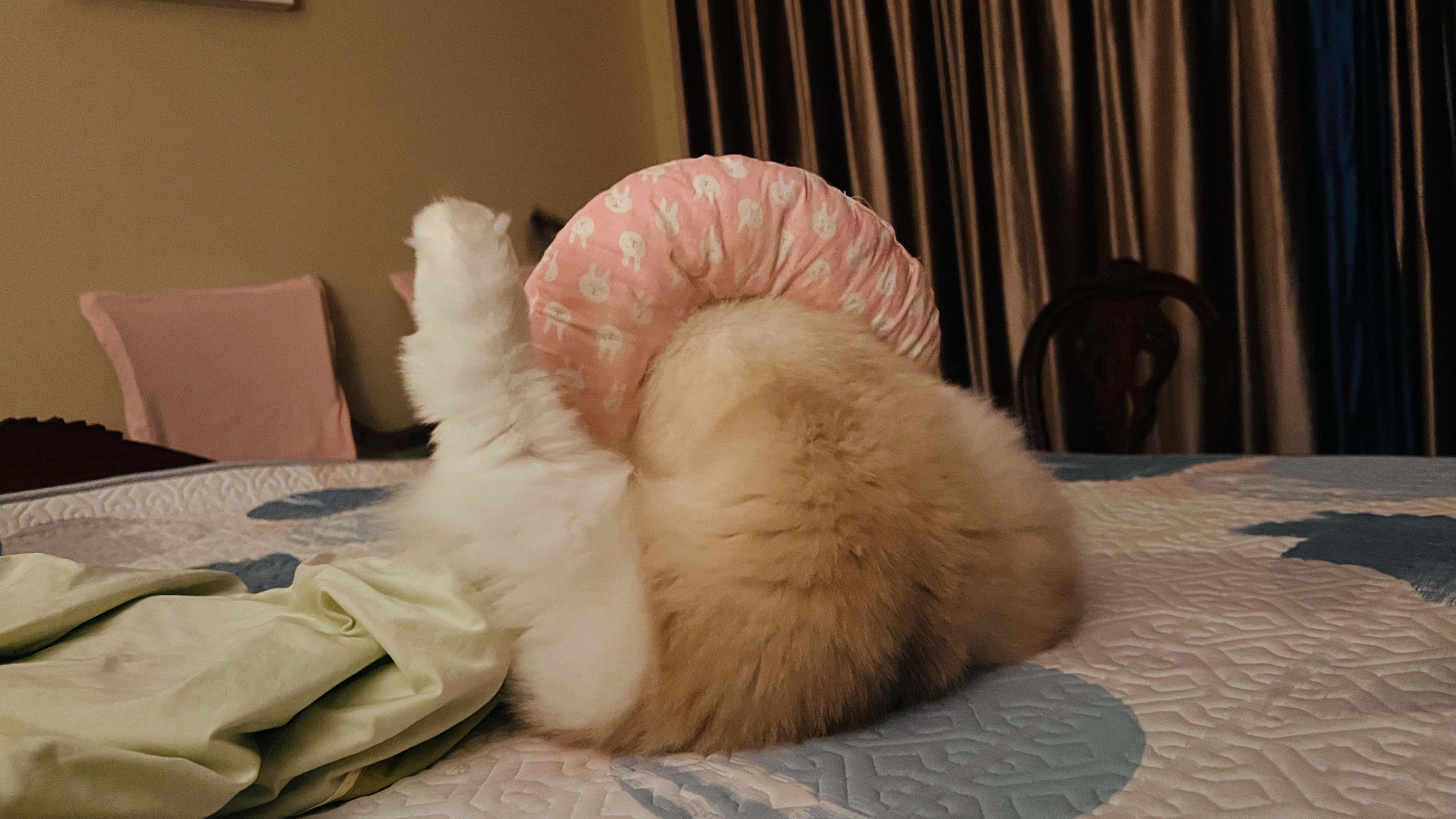 随机掉落小鸡腿 