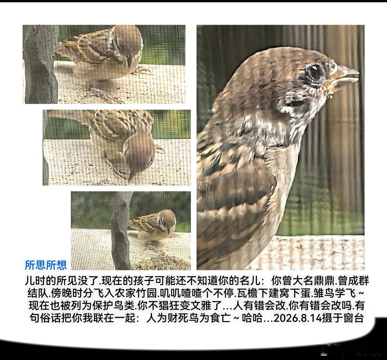 大师腔调西林的快门镜头看人间阿苏日记 拍照→摄影，由实而虚，由表象而心绪；品味西
