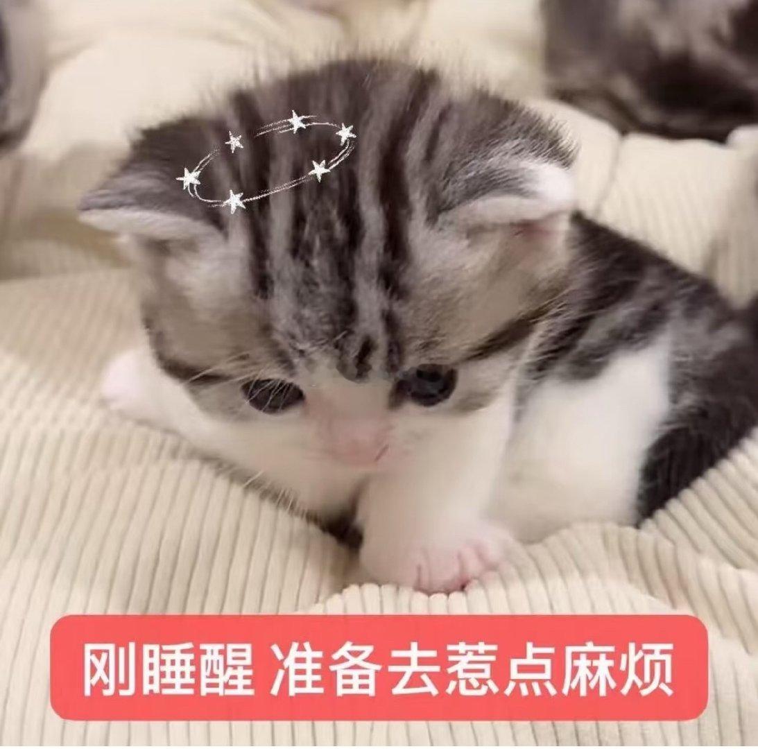 昨晚十点多就好困好困一下子抱着🐺就睡着啦迷迷糊糊感觉🐺蹑手蹑脚起来给我卤鸡腿