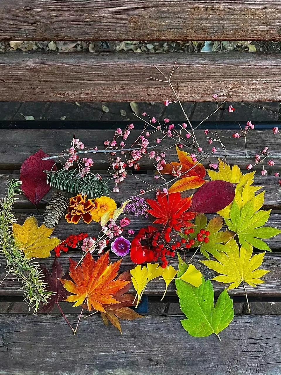 我捡到一个色彩斑斓的秋色~