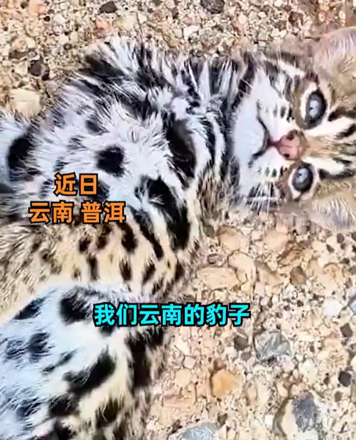 【：躺倒又蹭又撒娇】近日，云南普洱。一名男子上山捡菌子遇到豹猫幼崽，“社牛”幼崽