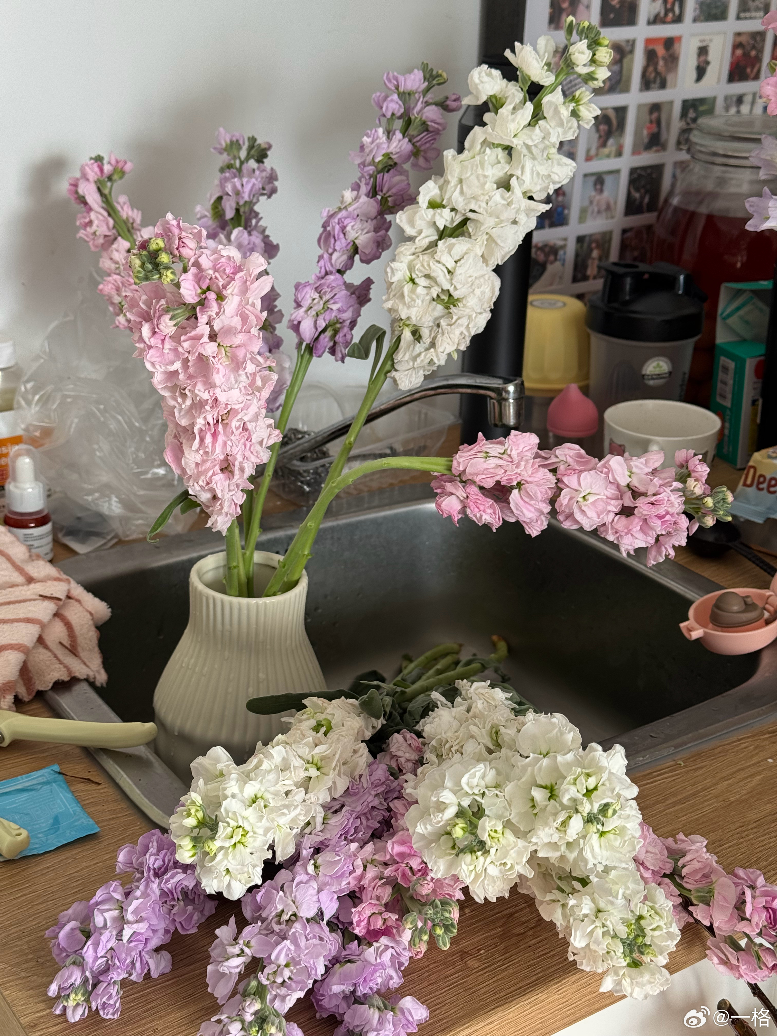 早上好朋友们～看我网上18块钱买的紫罗兰，美不美貌