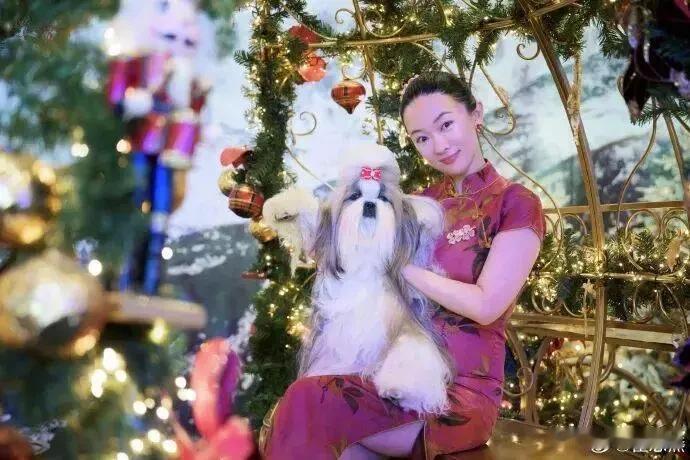 《霍思燕携西施犬布鲁塞尔夺冠：东方优雅征服世界犬坛》
 
布鲁塞尔犬展的聚光灯下