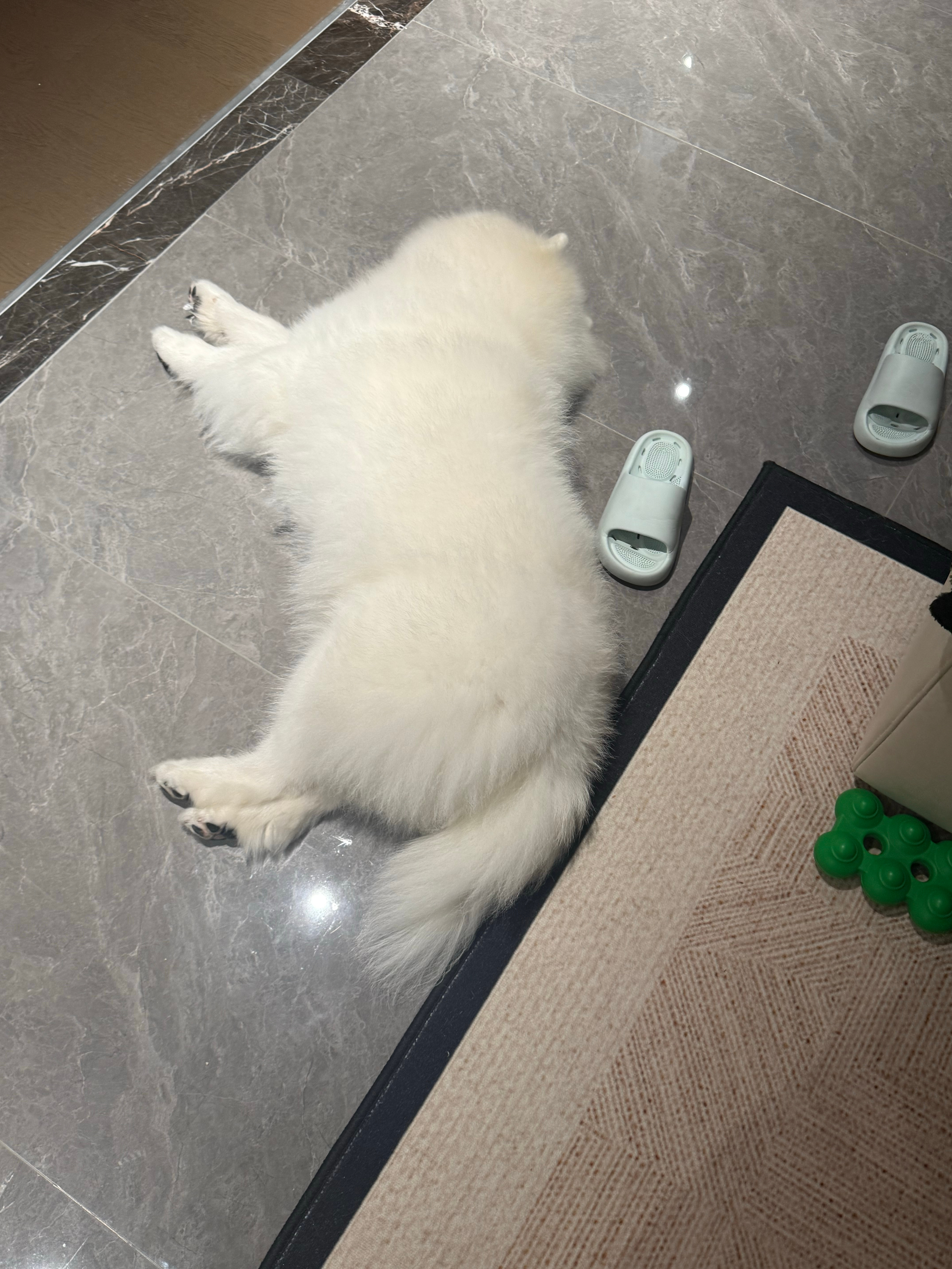 珠毛好像真的长得挺快的…… ​​​