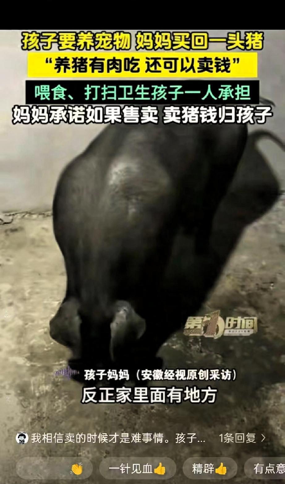 太有意思了！贵州平塘，一小女孩天天缠着妈妈，哭着闹着想要养宠物，妈妈一开始没有同