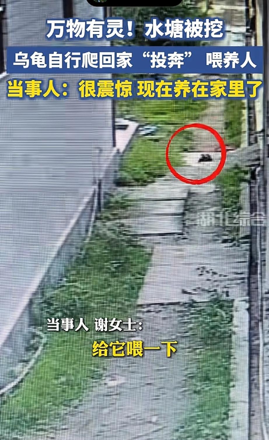有些温暖真的超乎想象，很多

时候我们都低估了小动物的情义，

万物有灵从来都不