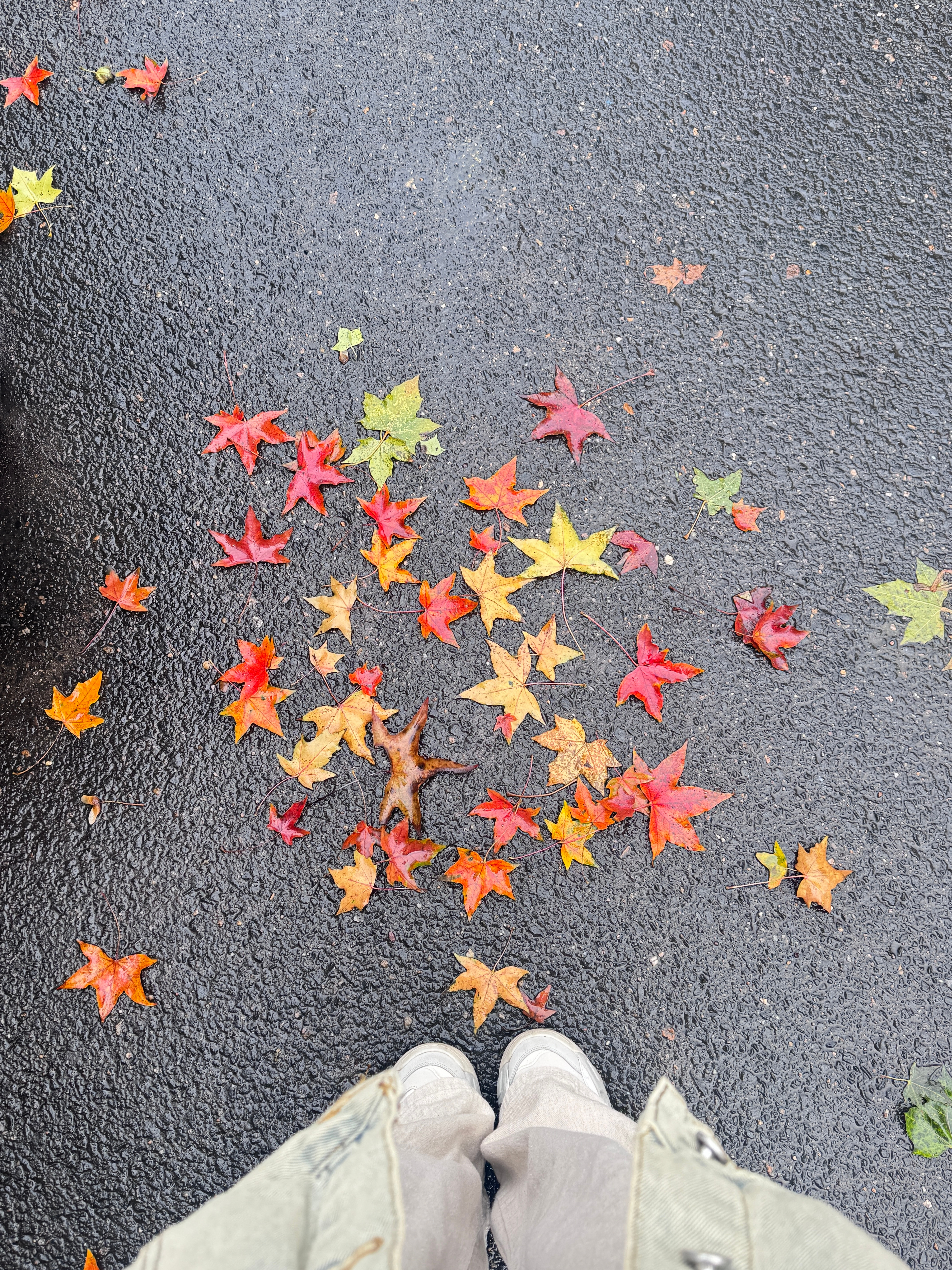 10月最后一天早上拍到了很漂亮的落叶🍂上班都变得心情更愉快一些[柯基] ​​​