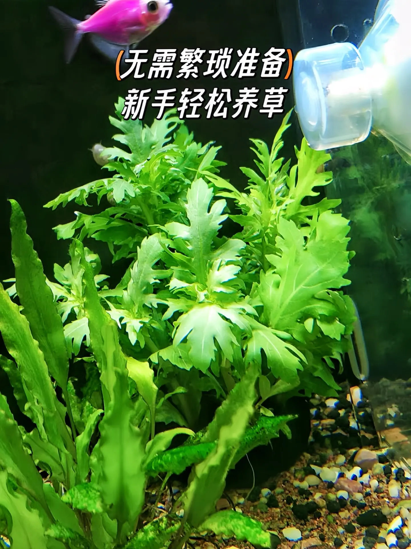 一、观赏价值高 1. 形态优美：水罗兰有细长的茎和独特的叶形，沉水叶羽...