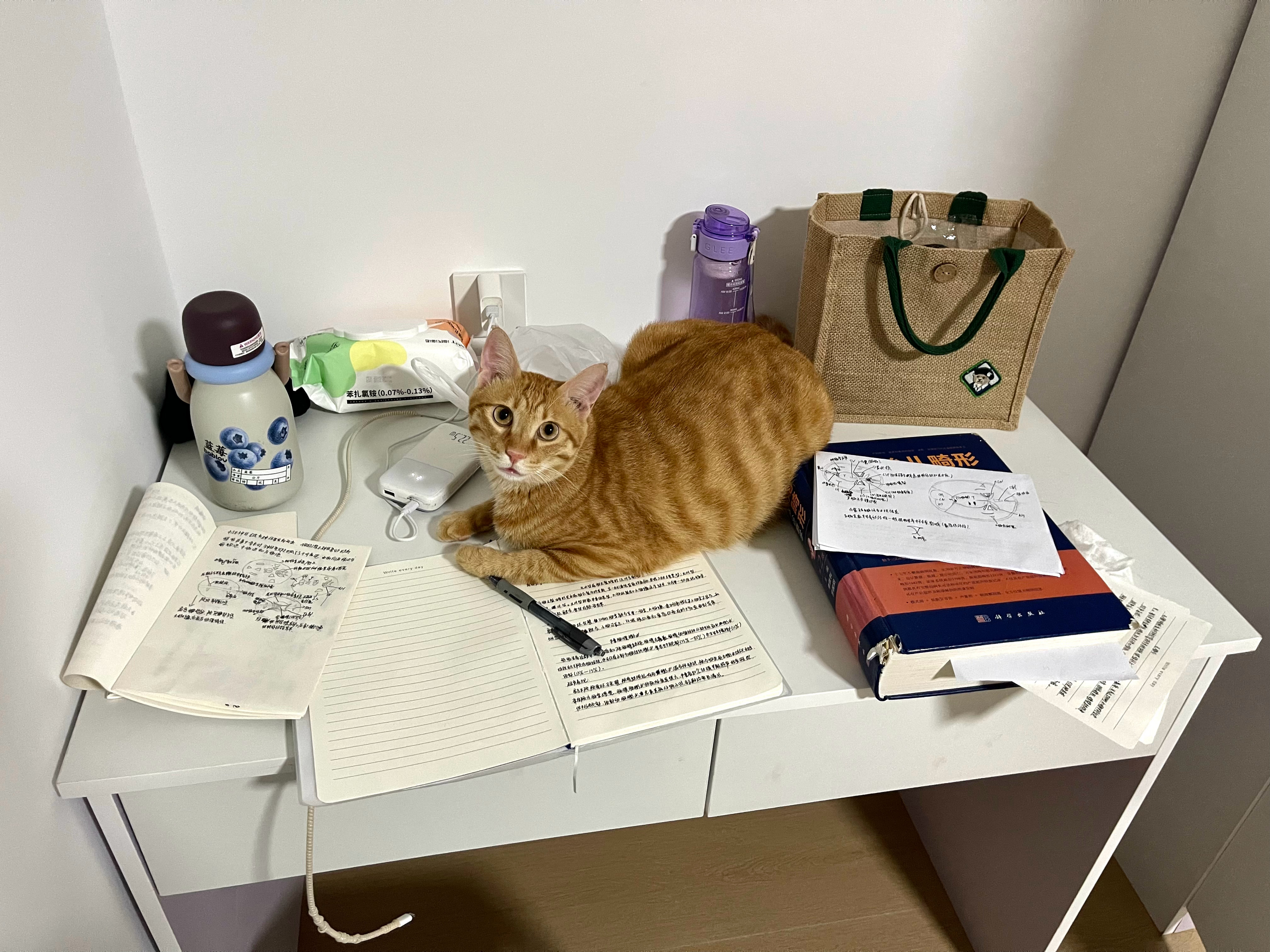 小猫劝学早上六点出门，晚上七点回到家继续学，才下课我高考时要这么努力…… 
