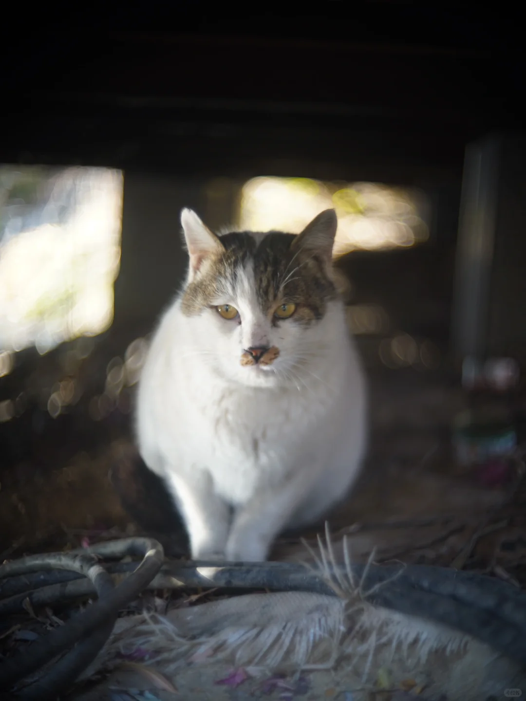 像个鬼子的猫