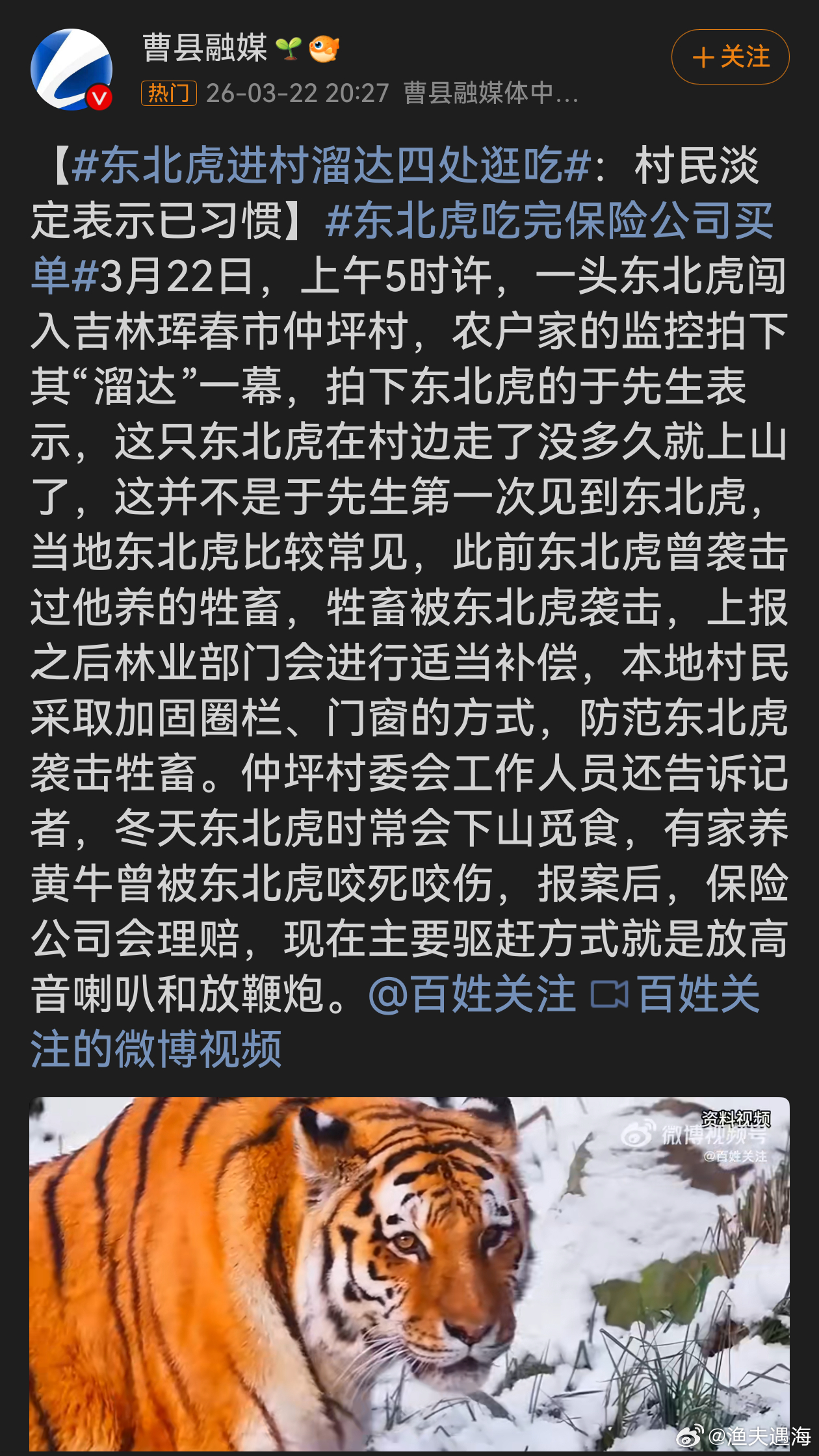 东北虎吃完保险公司买单东北虎进村“逛吃”，村民淡定应对成常态，这既反映当地生态向