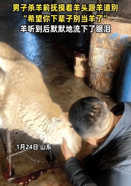 山东这大哥，磨好了刀，拴好了羊，一锅羊肉汤就差最后一步。
院子角落，木桩钉得死死