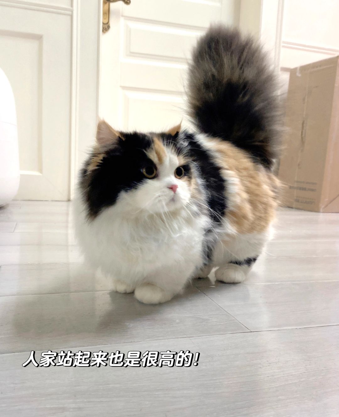 妈妈我不是闲猫，我带着鸡毛掸子来打扫了
