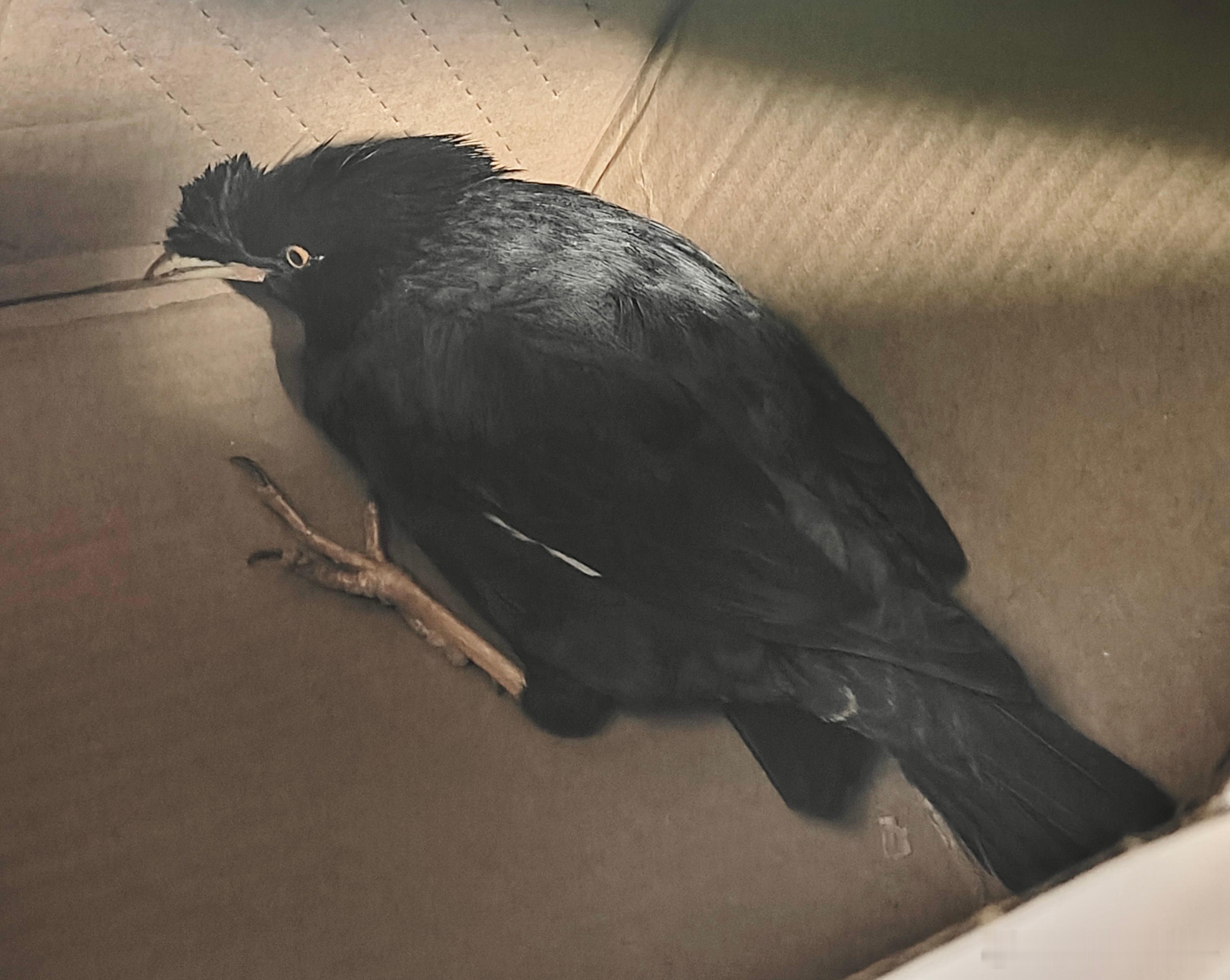 鸟粉投稿 填空题环节（ ）哥这下都认识了吧？