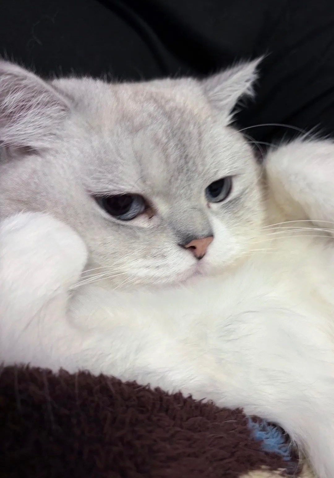 冷萌脸小猫 ​​​