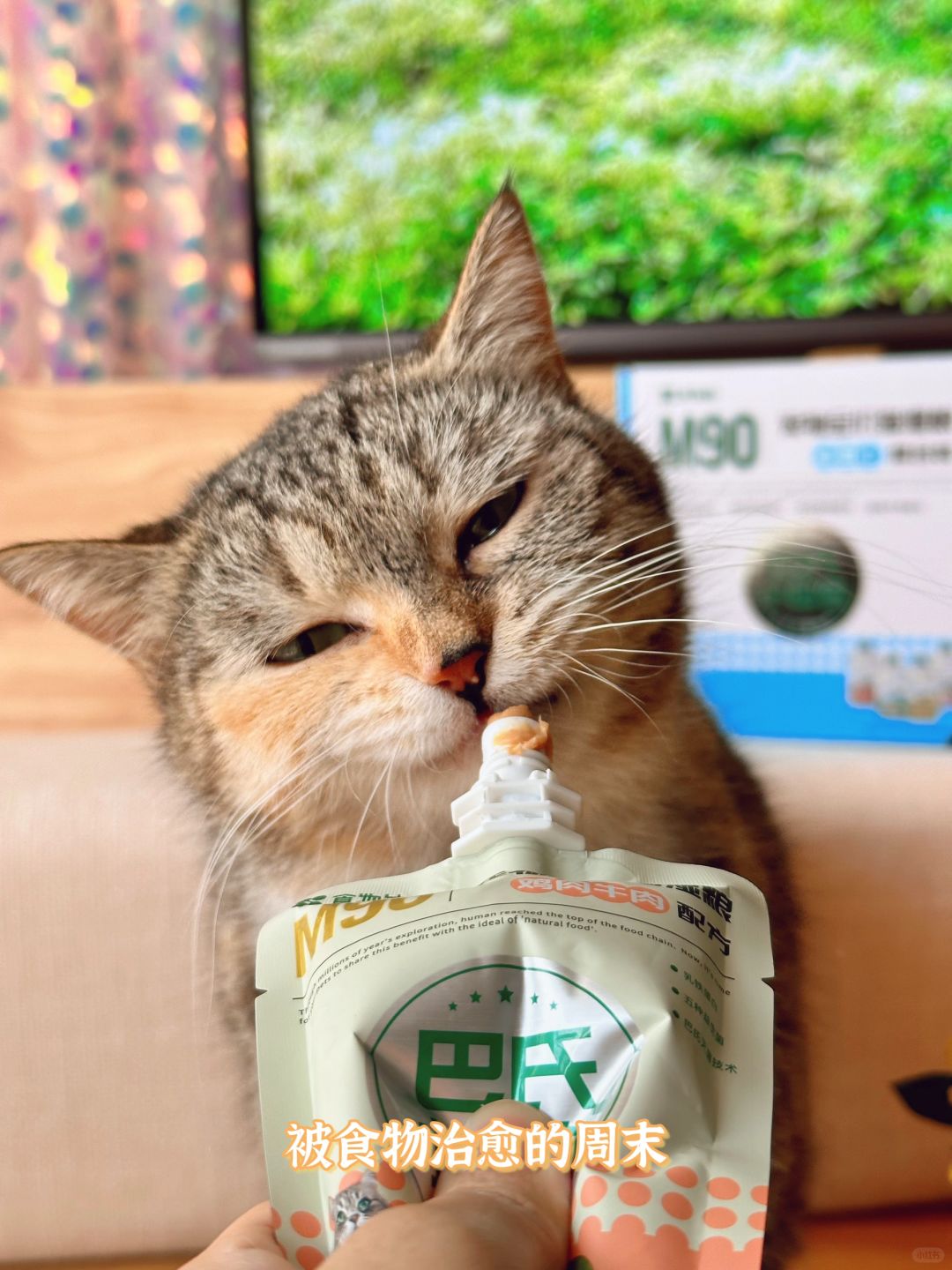 绿眼流浪猫过个年被姥姥喂成猪