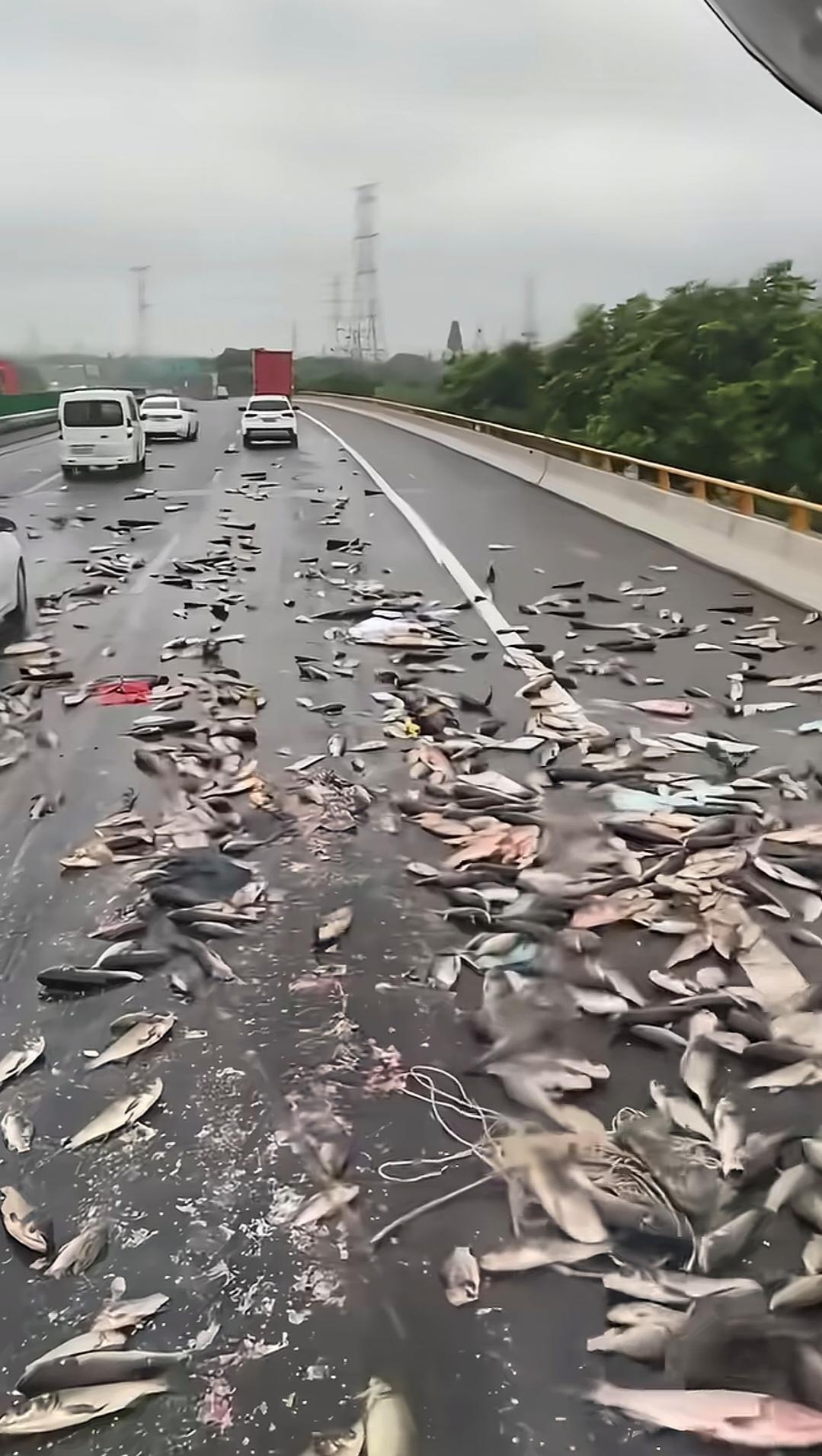 在高速公路上见到这么多鱼，我还是头一回。那些鱼密密麻麻的，根本数不清。它们被过往