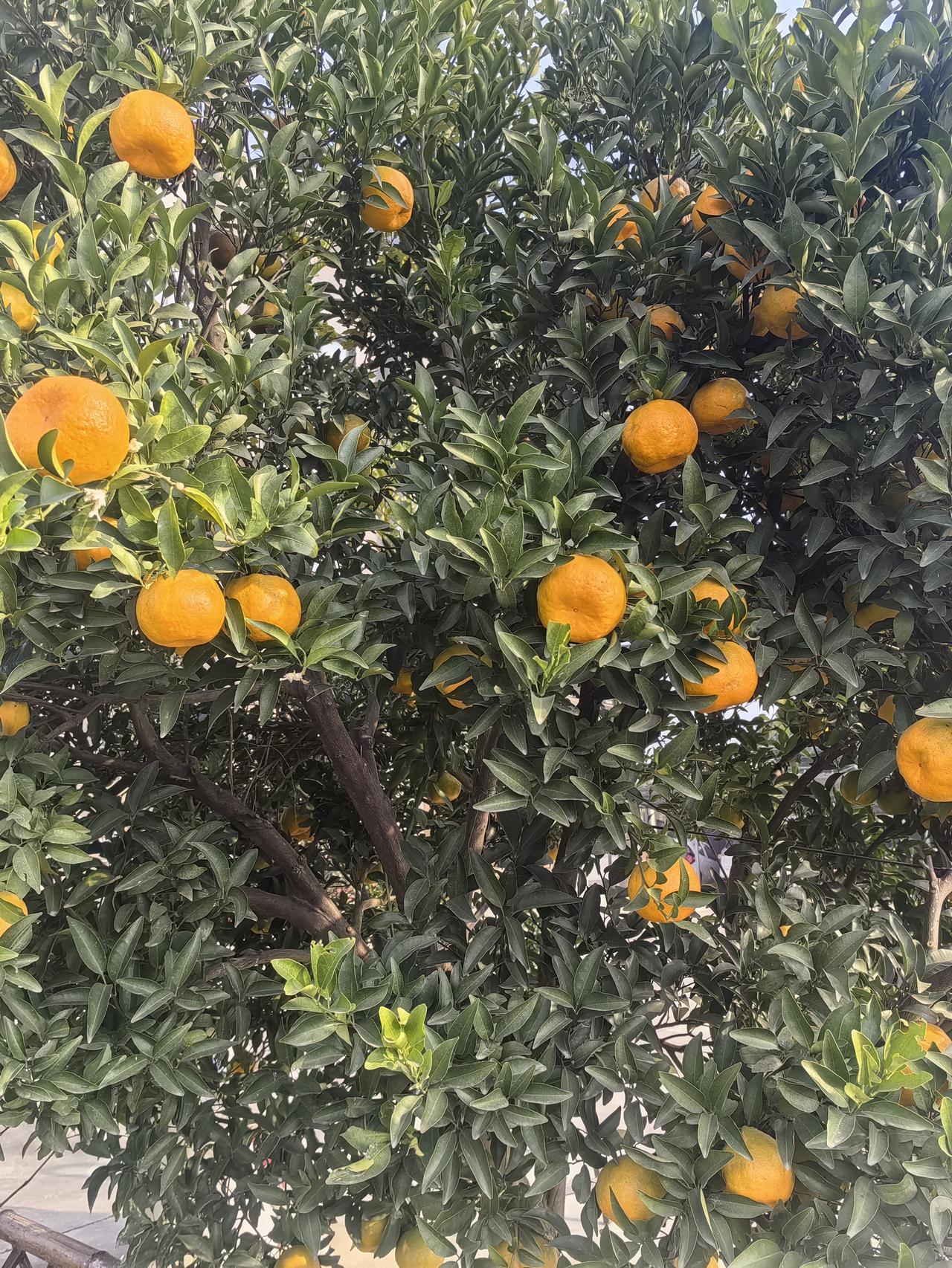 院里这棵柑橘树是前房东留下的惊喜——每到十二月，满枝的橙黄果子才终于熟透，连风里