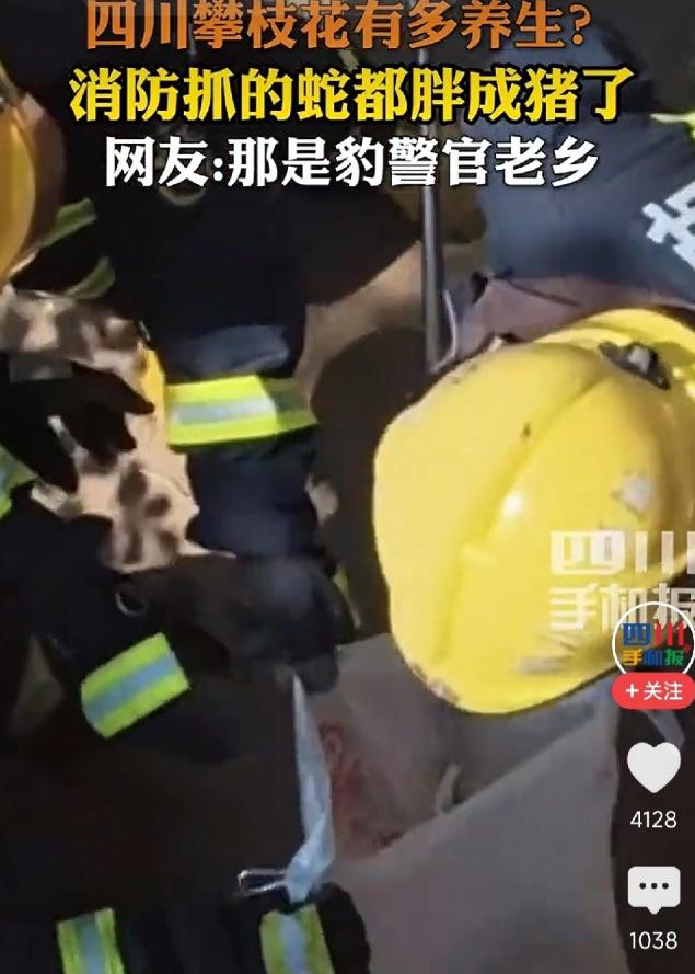 14斤巨型眼镜王蛇现身四川！3米长膘肥体壮，网友直呼太“养生”！
 
近期四川攀