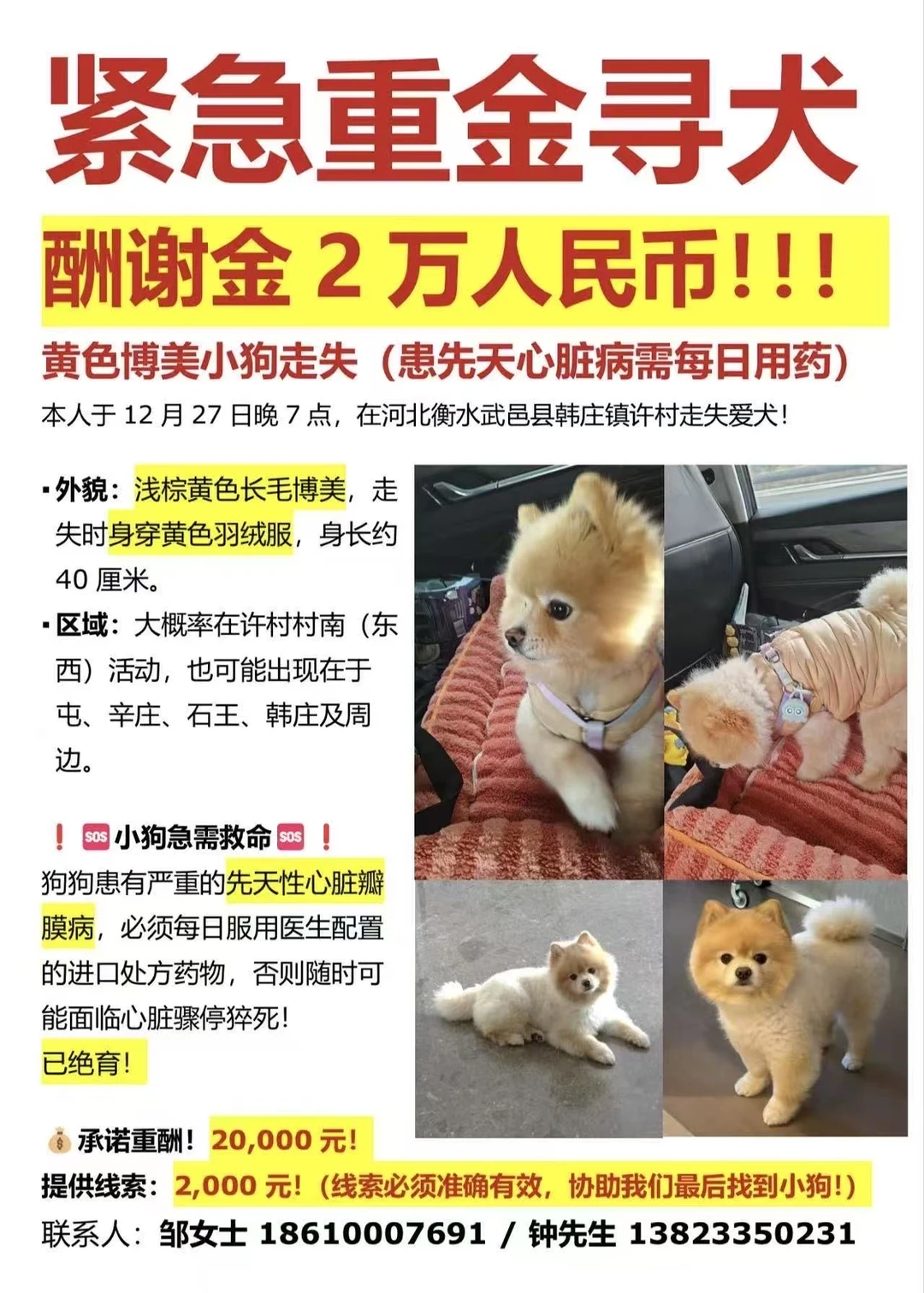 有先天心脏病的小博美走丢了！！坐标河北衡水