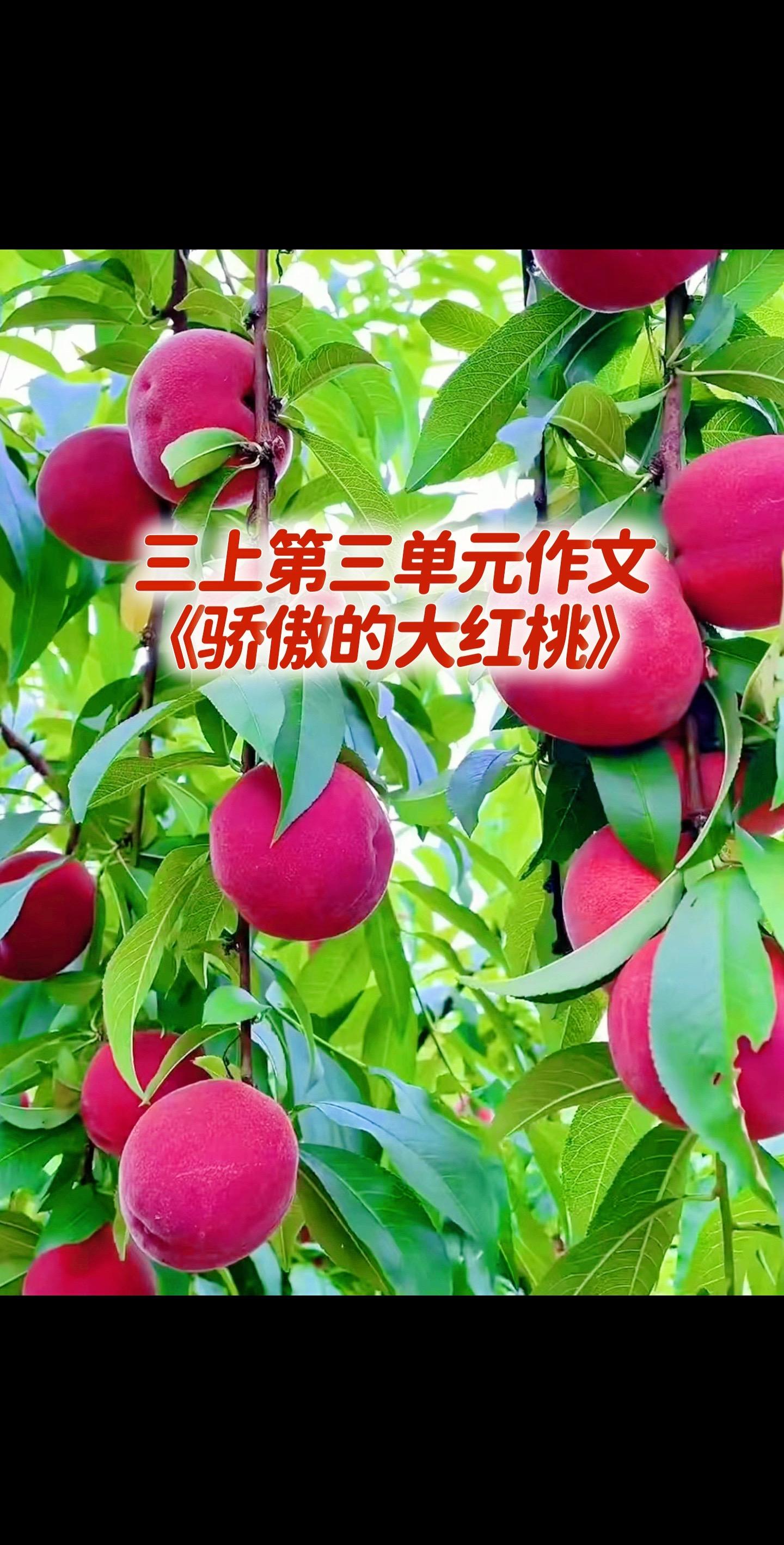 三上第三单元习作同步优秀范文来了。家长必读，小学三年级上册第三单元作文...