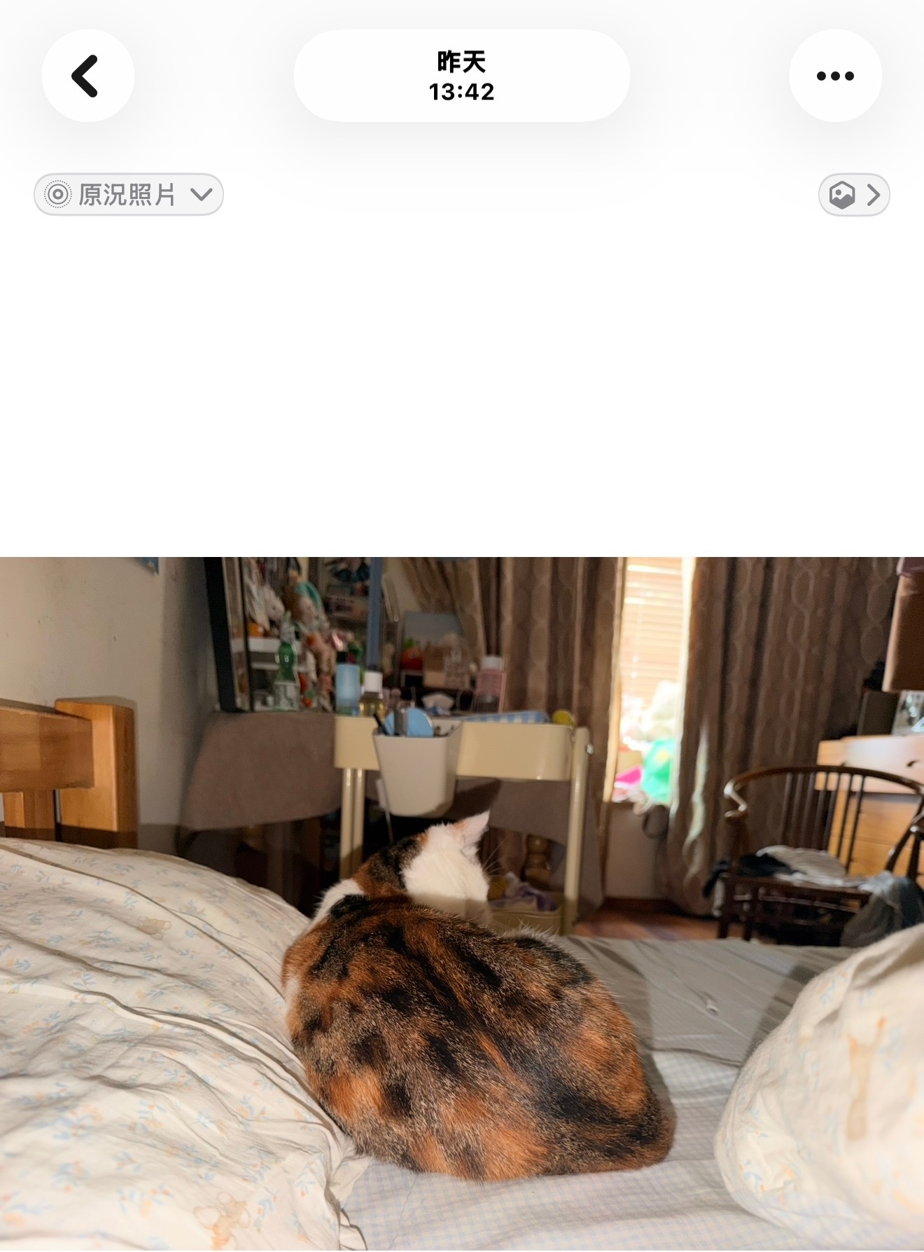 千万不要跟猫一起睡午觉因为猫会吃掉你的白天 