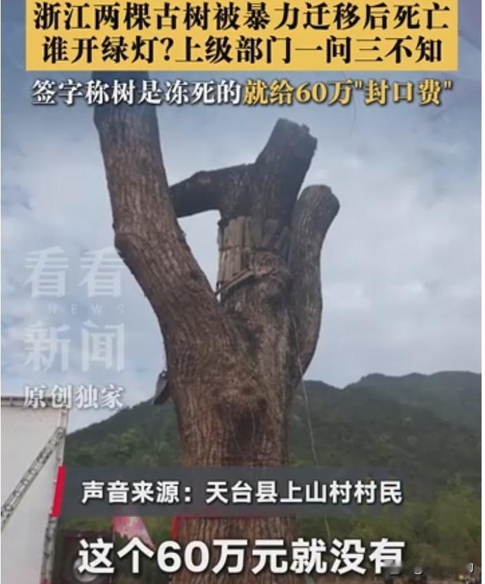 为什么两棵古树死了，也能惹起阵阵热议？
这两天有一则消息广为传播，浙江台州天台县