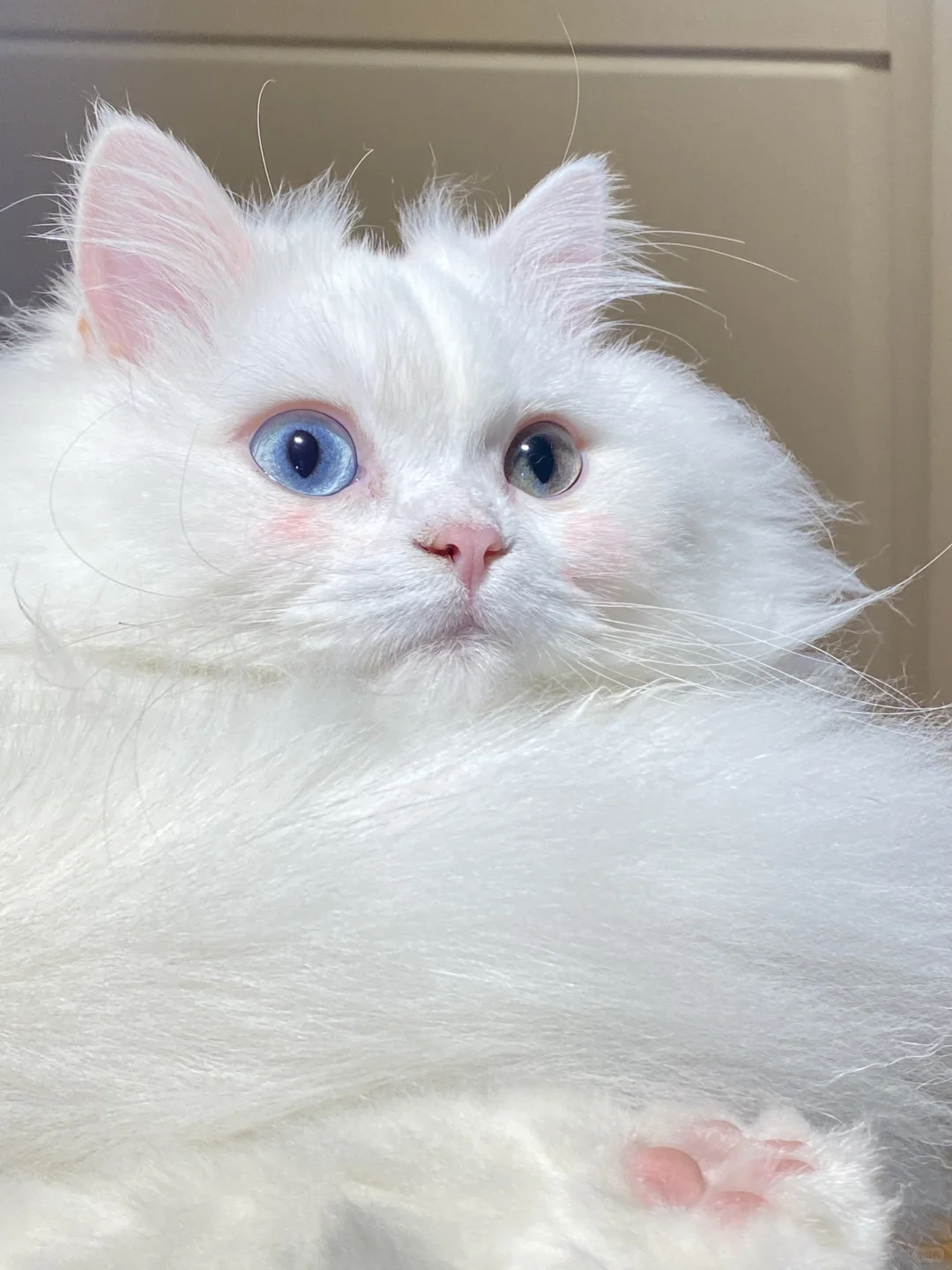 我看看谁还在养这种小猫！