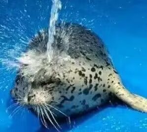 6743豹子头淋冲 