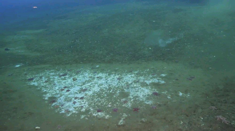 美媒10月10日报道，南极地区变暖，甲烷正从南极海床裂缝逸出，新渗漏点发现速度“