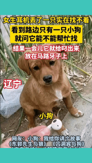 好狗不能当啊！
我费劲巴拉给你找出来了，
你却怀疑是我给你藏起来的！
真应了那句