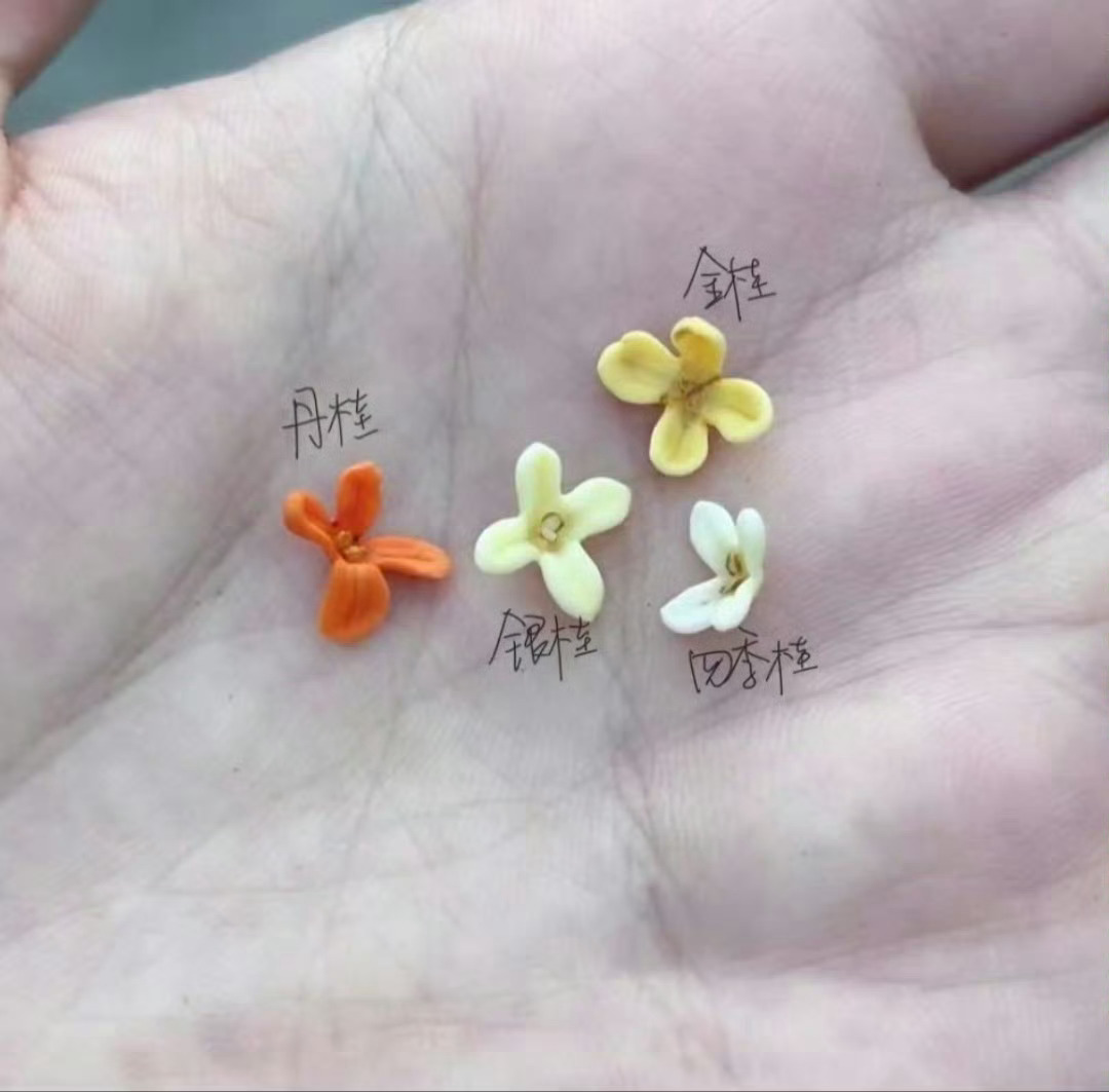 “  桂花的四个品种 … ” ​ ​​​