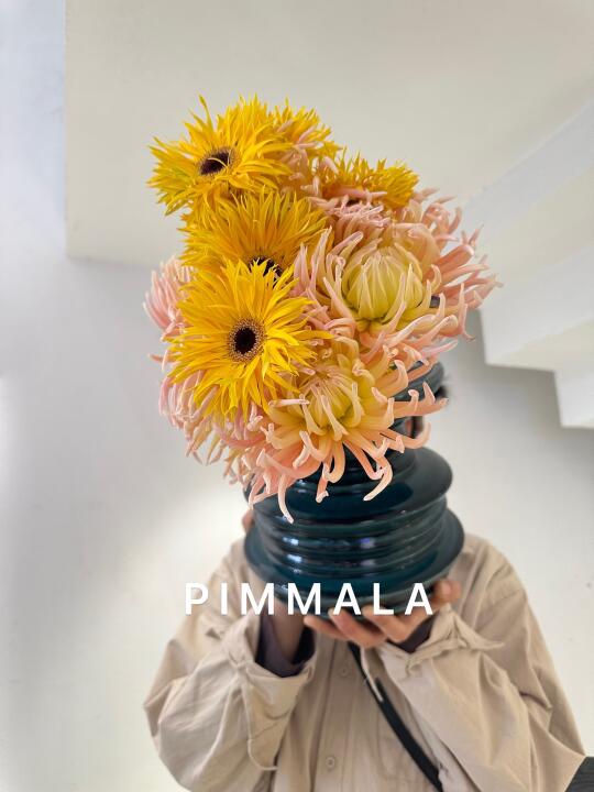 PIMMALA｜左滑系列