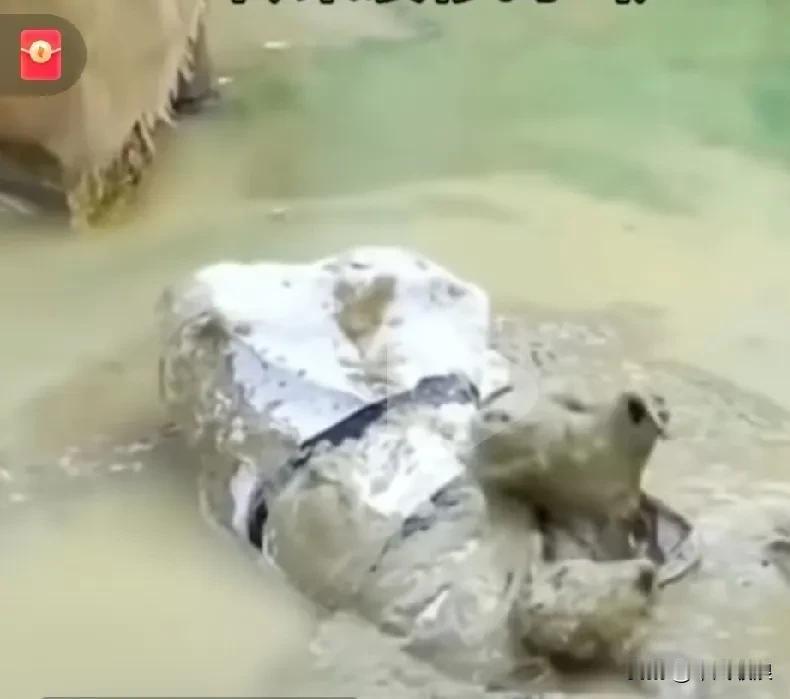 有恶意把一只流浪狗和一只猎眯梱住四肢装进蛇皮袋，丢在一个脏水废弃的坭塘里，狗狗和