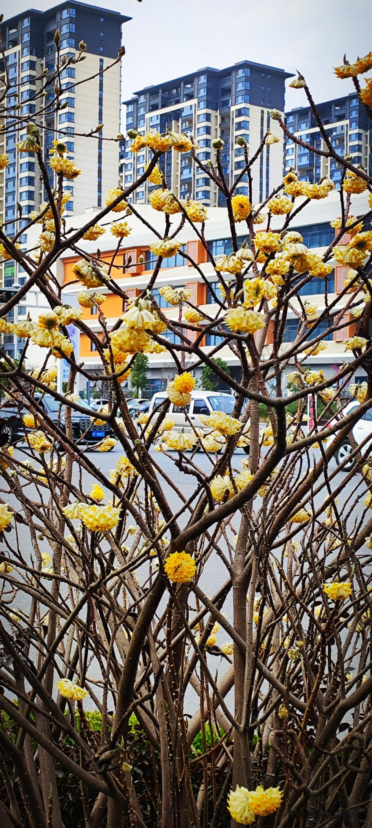 今年冬天的不同十字路口的花坛里，都是结香。这几日是一簇簇盛开，味道甚是浓郁。查了