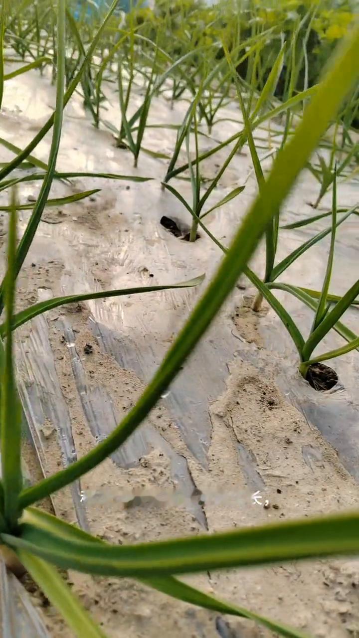 种植大蒜做好秋冬四项管理措施。
亲爱的朋友们大家好！这期视频给大家分享大蒜生长秋