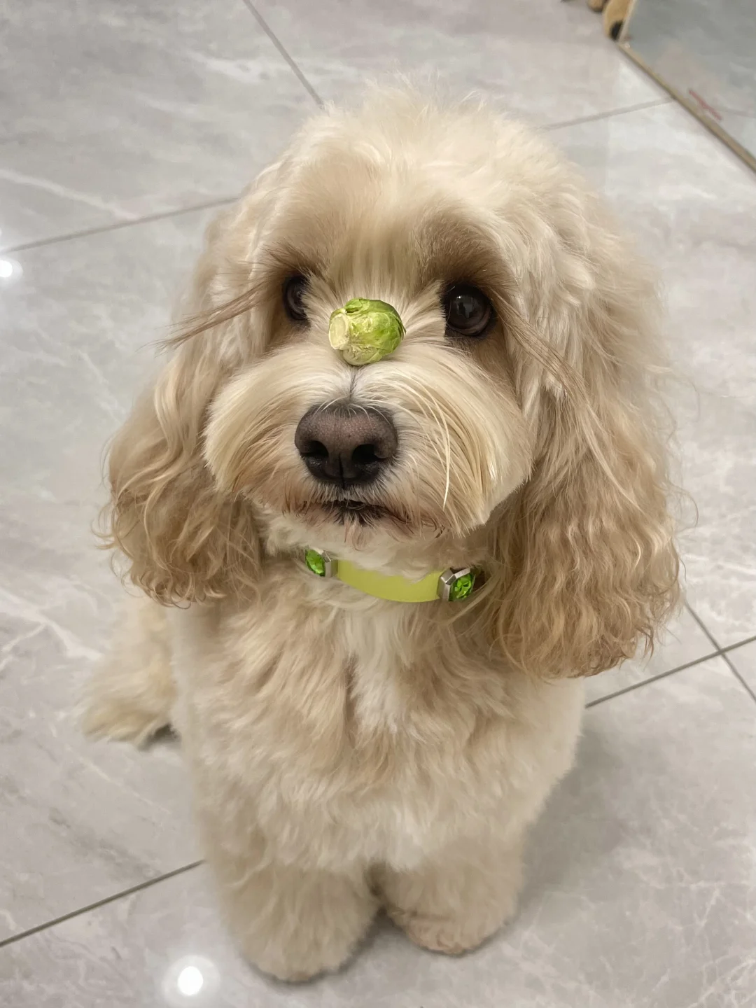 💎钻石小狗