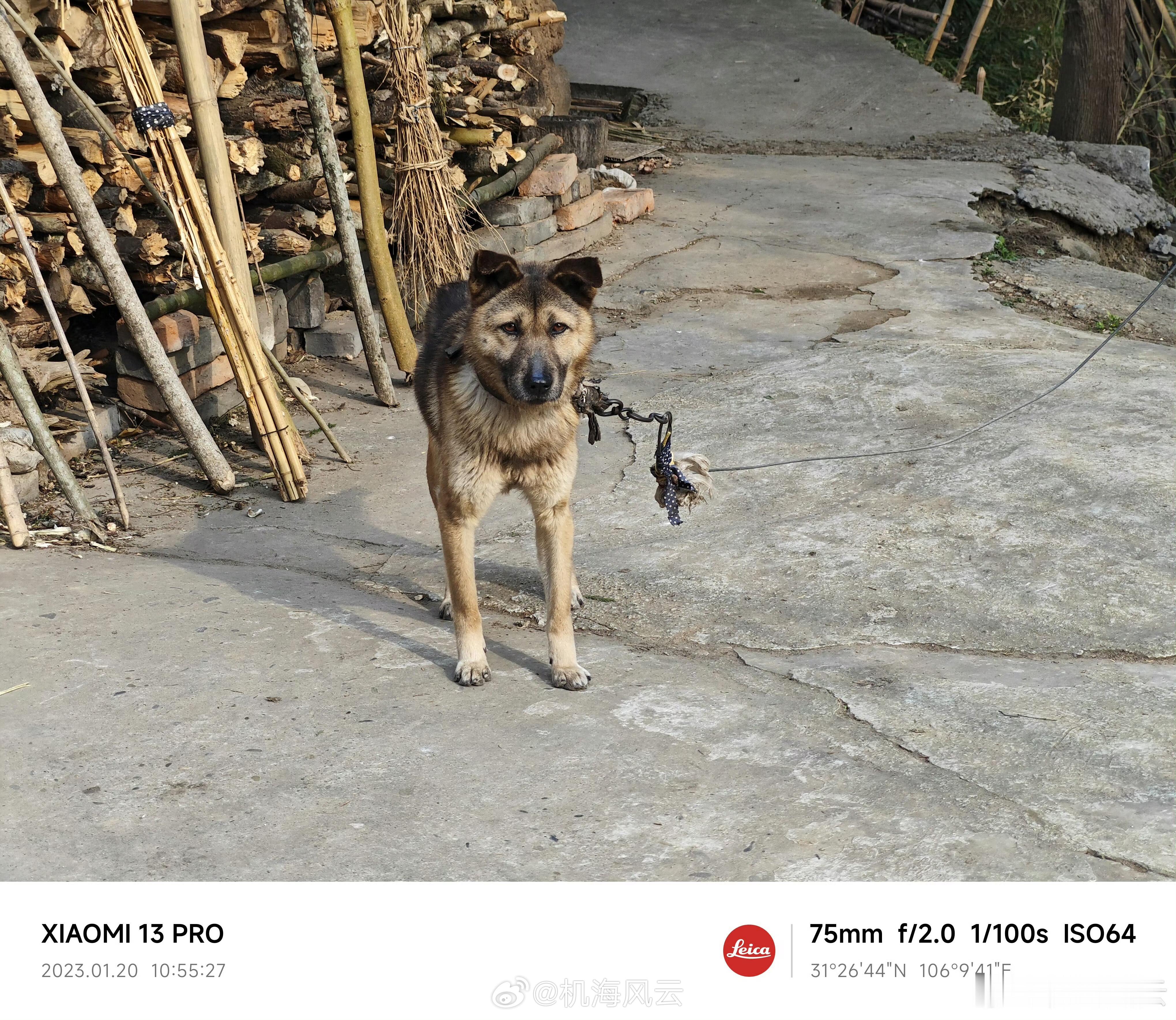 两年未回来，大黄已不在 阆中