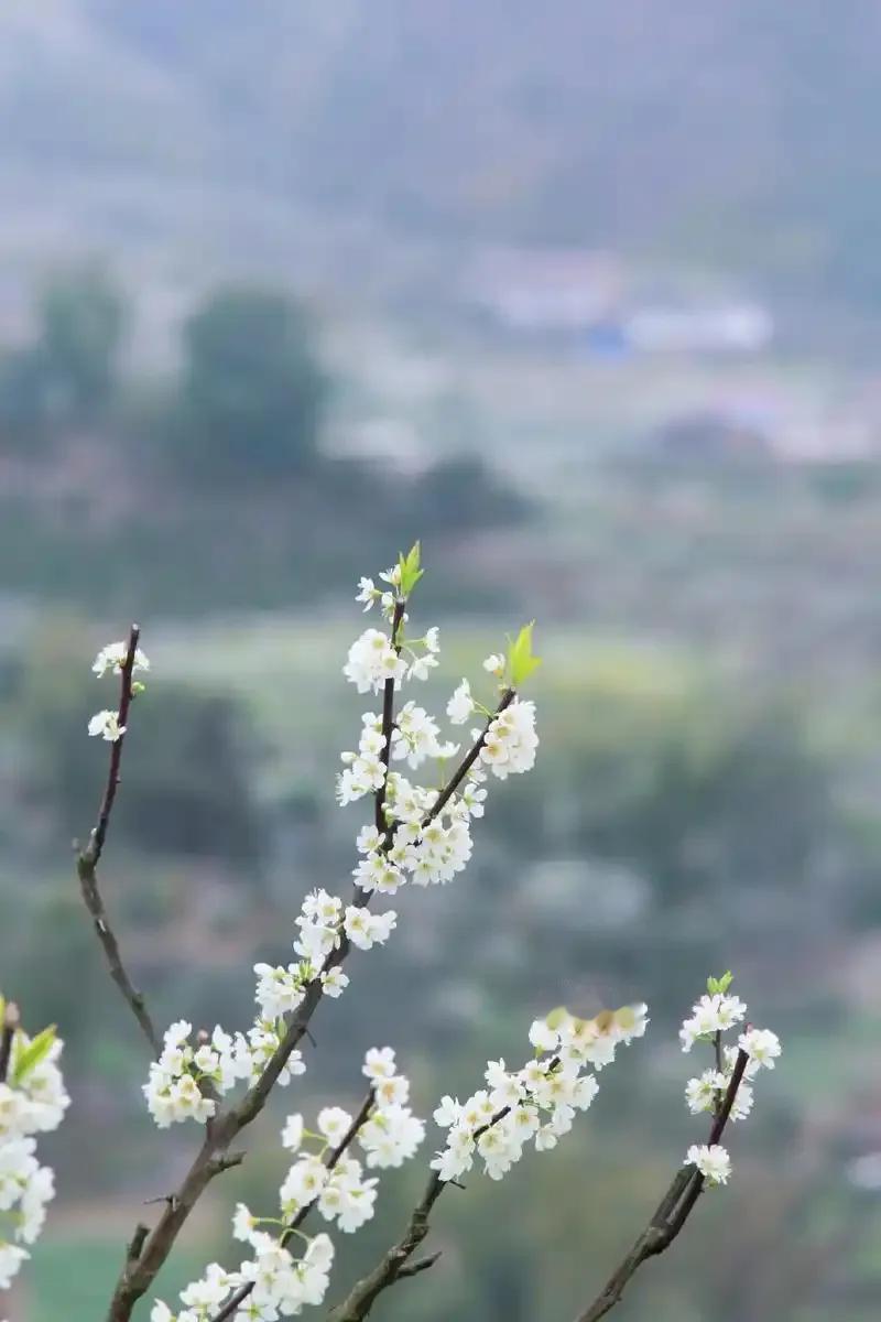 万物更迭地长春