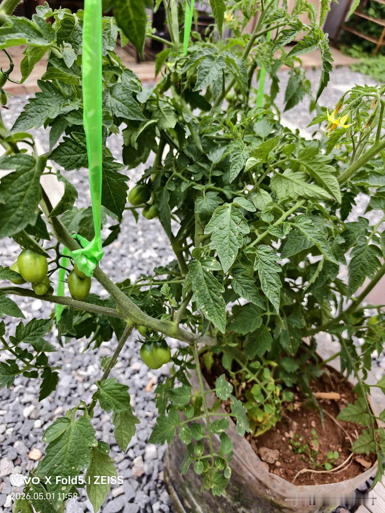 减肥第三天，水的摄入方式。每天对自己的减肥过程复盘，纠正错误的减肥方式，确保健康