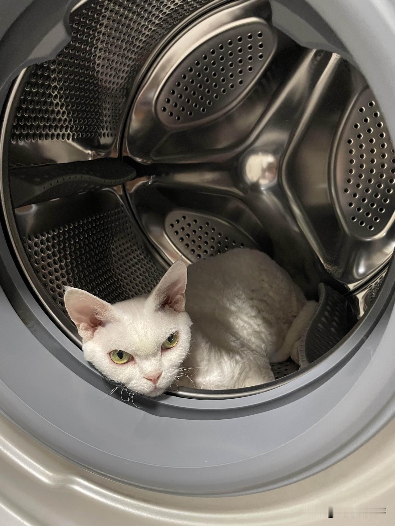 猫咪的日常,知道它在干什么吗?
洗衣机里除了衣服，还会有啥？告诉你，还会有一只小