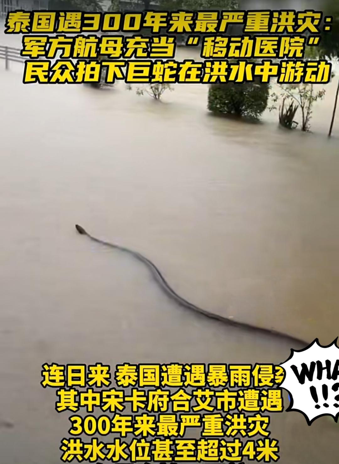 泰国300年一遇重大洪水，惊现巨蛇在洪水中游动。

泰国连日洪灾已造成25人死亡