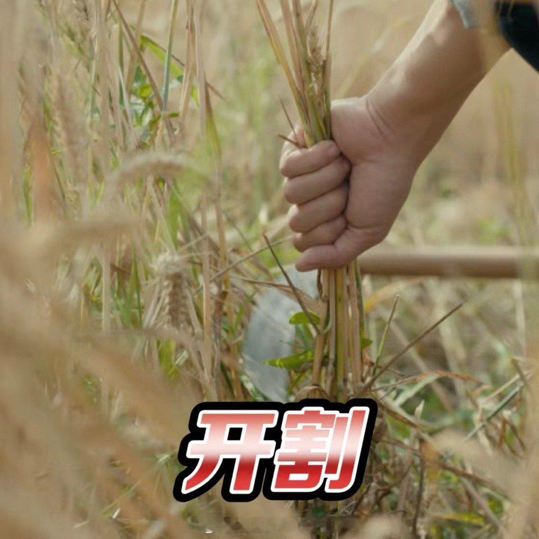 头一回在律政剧看见割麦子 割麦子戏份大概是全剧的“人设卸妆油”！程风变回农家子弟