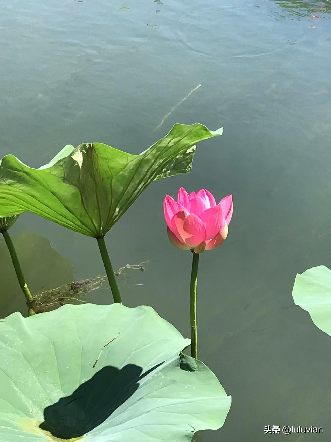 普通农村家庭考学来到城市定居的75后85前的姐妹们，如果你没有兄弟，是怎么给父母